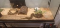 Ball Python Reptiles for sale in Columbia, SC, USA. price: $150