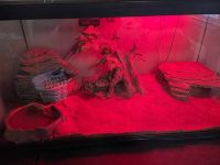 Ball Python Reptiles for sale in Cleveland, OH, USA. price: $250
