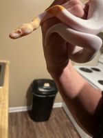 Ball Python Reptiles for sale in Laurinburg, NC 28352, USA. price: $400