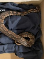 Young Ball Python and enclosure