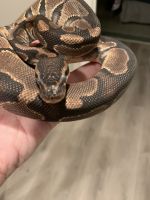 Young Ball Python and enclosure