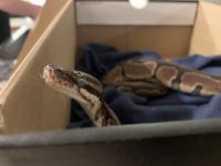 Young Ball Python and enclosure