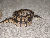 Ball pythons