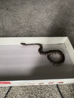 Ball Python Reptiles for sale in Virginia Beach, VA 23453, USA. price: $400
