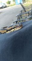 Ball Python Reptiles for sale in Chicago, IL, USA. price: $1,300