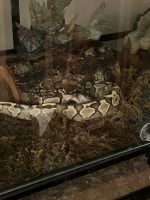Ball Python Reptiles for sale in Columbus, IN, USA. price: $400