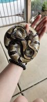 Ball Python Reptiles for sale in Phoenix, Arizona. price: $225
