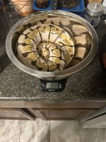 Ball Python Reptiles for sale in Pennsville, New Jersey. price: $450