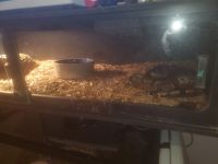 Ball Python Reptiles for sale in Lake Mary, Florida. price: $300