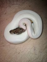 Ball Python Reptiles for sale in Port St. Lucie, Florida. price: $330