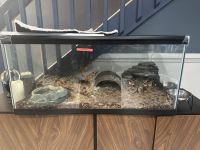 Ball Python Reptiles for sale in Pembroke Pines, Florida. price: NA