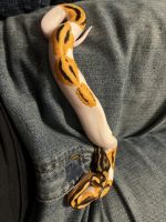 Pied ball python