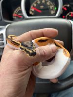 Pied ball python