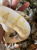 Banana bumble bee ball python