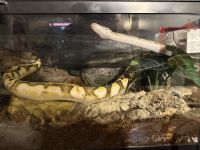 Ball python and everything he has