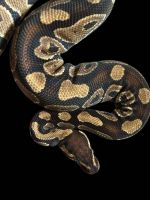 Female Ball Python