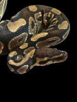 Female Ball Python