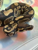 Female Ball Python