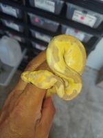 Ball python