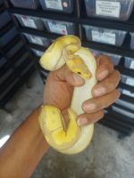 Ball python