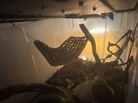 Ball Python for Sale