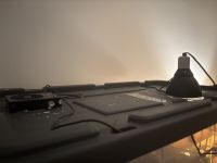 Ball Python for Sale