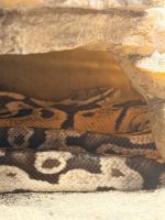 Hypo Creed pastel ball python