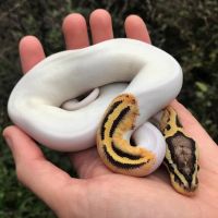 Ball Pythons for Adoption