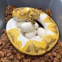Ball Pythons for Adoption