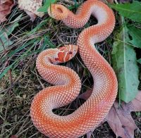 Ball Pythons for Adoption