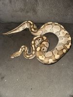 Female Ball Python
