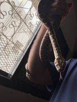 Ball Python Reptiles for sale in Madinah Saudi Arabia. price: 2,000 SAR