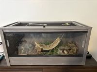 Rehoming ball python