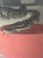 Rescue Ball Python