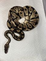Rescue Ball Python