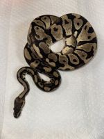 Ball Python Reptiles for sale in Hopewell, VA 23860, USA. price: $30