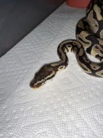 Rescue Ball Python