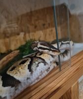 Python regius femelle + terrarium complet