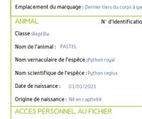 Python regius femelle + terrarium complet