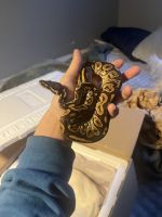 Python royal à vendre ou echanger