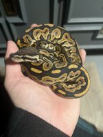 Python royal à vendre ou echanger