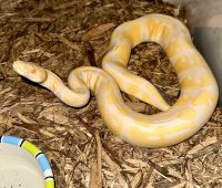 Ball Python Reptiles for sale in Hopewell, VA 23860, USA. price: $350