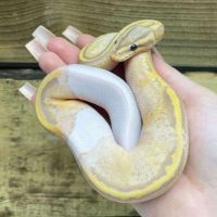 Ball Python 