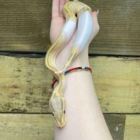 Ball Python  | Campsie, New South Wales