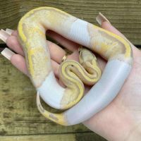 Ball Python For Sale - $580