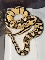 Ball Python 