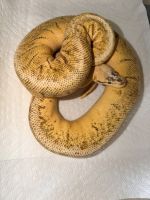 Ball Python  | Hopewell, Virginia