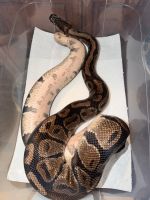 Ball Python  For Sale - $100