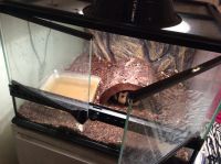 Ball Python (w/ Enclosure)