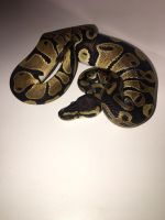 Baby Ball Python
